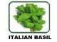 BASIL ITALIAN  LEAVES  100 GMS